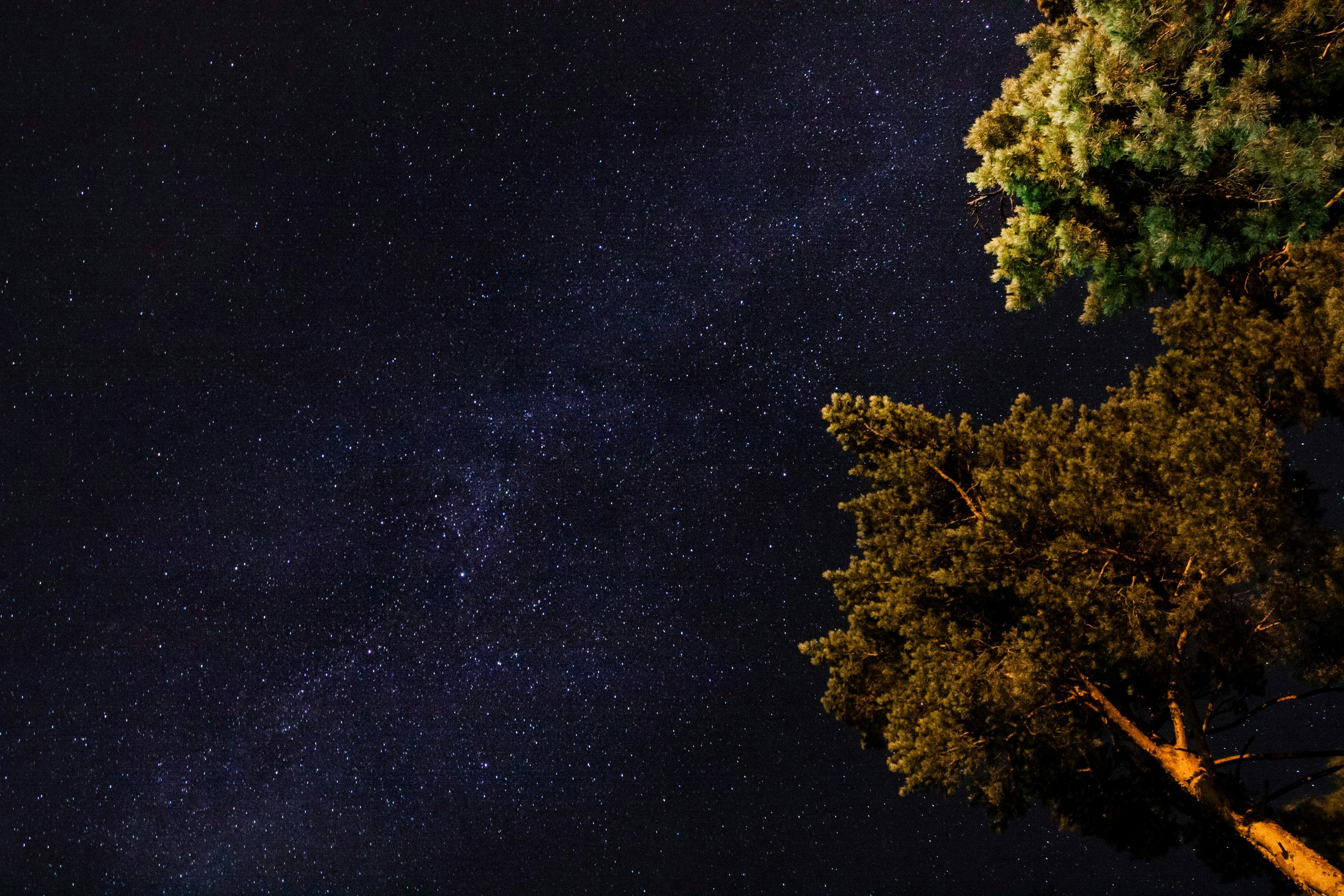 low angle photography of green leaf trees under milky way at nighttime